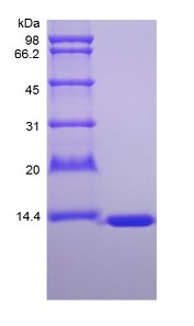 SDS-PAGE Fabp1-659M.jpg